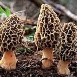 three Morels in forest